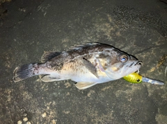 クロソイの釣果