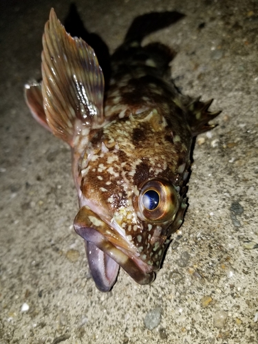 カサゴの釣果