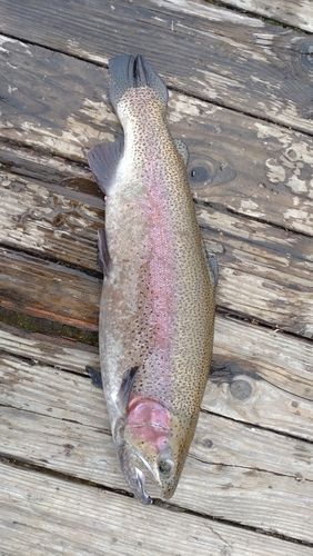 ニジマスの釣果