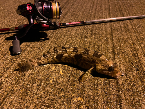 アイナメの釣果