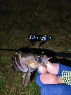 シロメバルの釣果