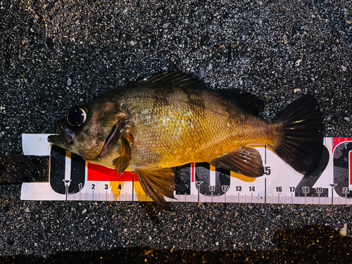 クロメバルの釣果