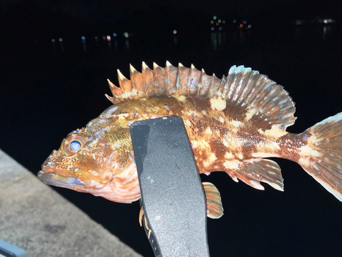 アラカブの釣果