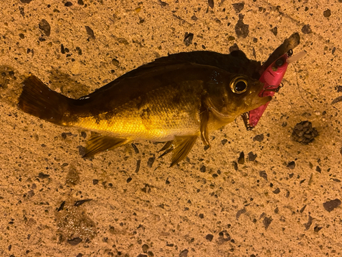 メバルの釣果