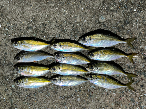 アジの釣果