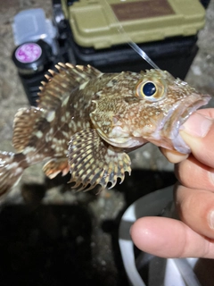 カサゴの釣果