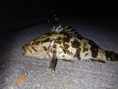 タケノコメバルの釣果