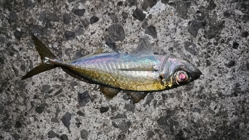 マアジの釣果