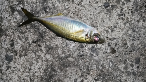 マアジの釣果