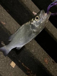 セイゴ（マルスズキ）の釣果