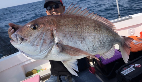 マダイの釣果