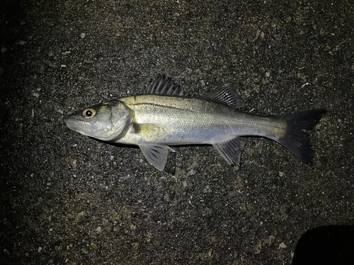 セイゴ（マルスズキ）の釣果