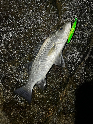 ヒラスズキの釣果