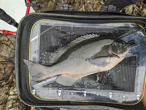 グレの釣果