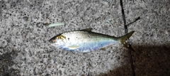 コノシロの釣果