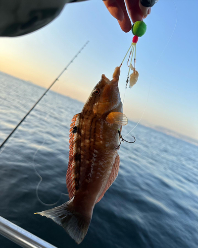 イソベラの釣果