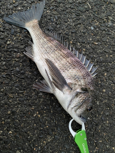 チヌの釣果