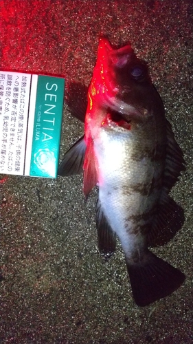 メバルの釣果