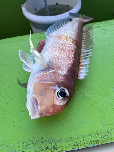 アマダイの釣果