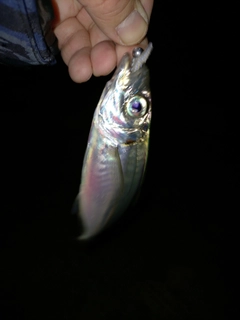 マアジの釣果