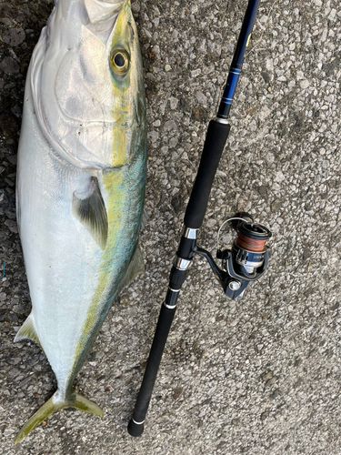 ブリの釣果