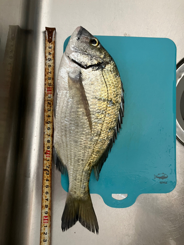 チヌの釣果