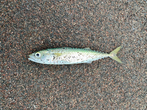 サバの釣果