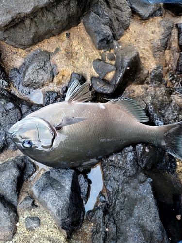 メジナの釣果