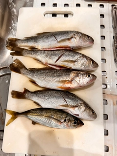 イシモチの釣果