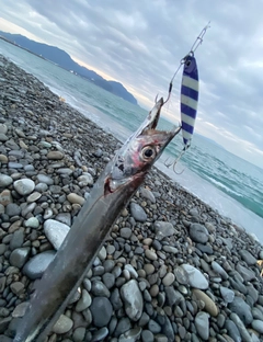 タチウオの釣果