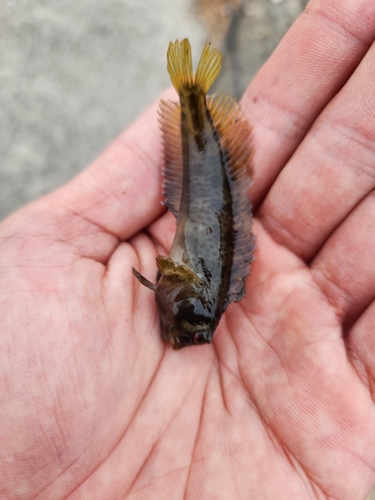 イソギンポの釣果