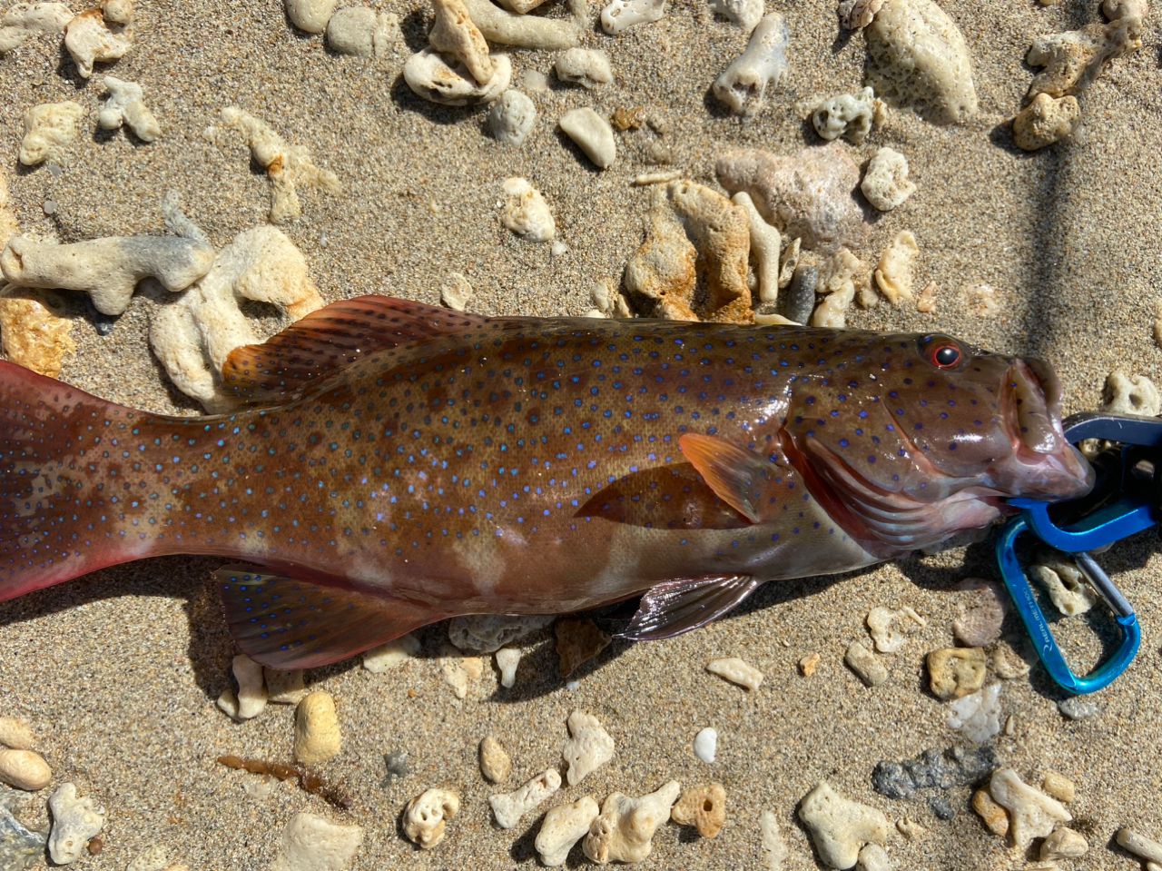 アカジンミーバイ