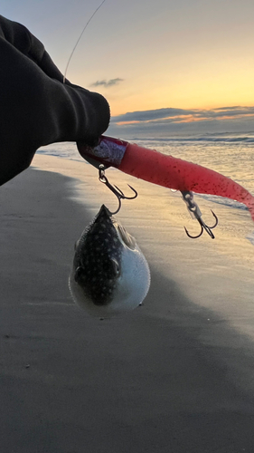 フグの釣果