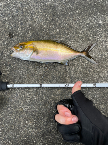 ショゴの釣果