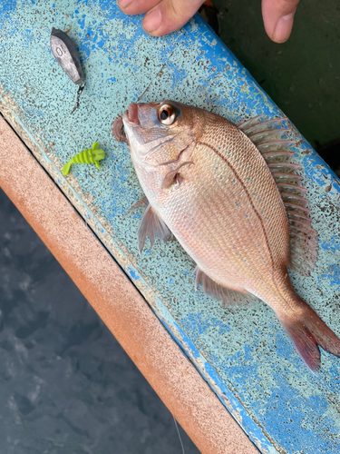 タイの釣果