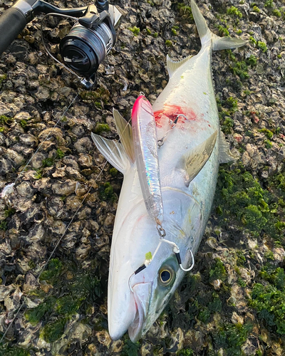 ハマチの釣果