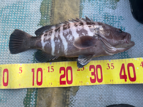 マハタの釣果