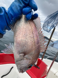 タイの釣果