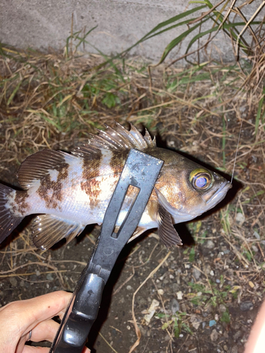 メバルの釣果