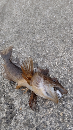 アナハゼの釣果