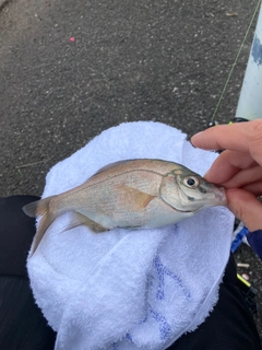 ウミタナゴの釣果