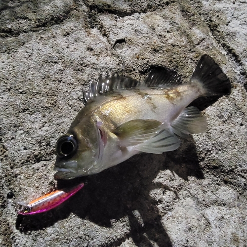 シロメバルの釣果