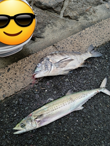 サゴシの釣果