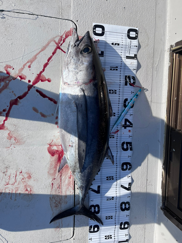 ビンチョウマグロの釣果