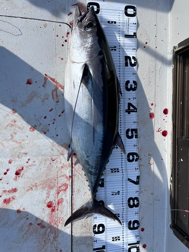 ビンチョウマグロの釣果