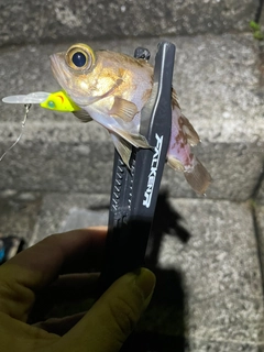 シロメバルの釣果