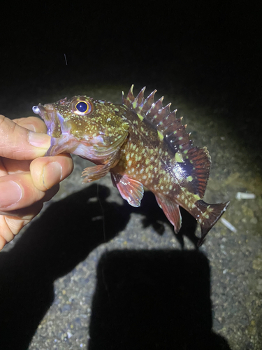 カサゴの釣果