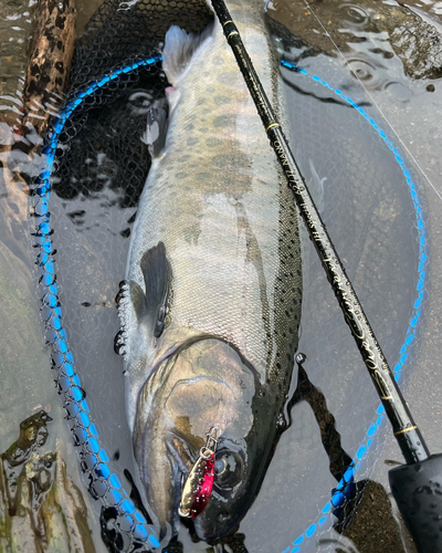 ヤマメの釣果