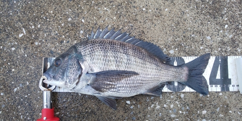 クロダイの釣果