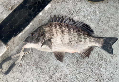 クロダイの釣果